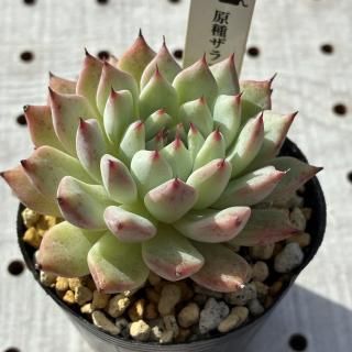 略饴
