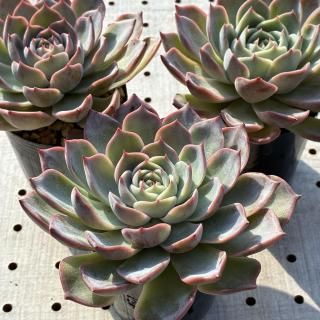 韓国苗通販 エケベリア 多肉植物販売なら多肉植物専門店nene