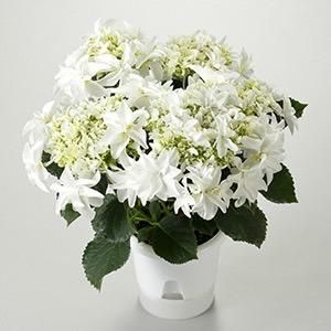 ご予約販売】紫陽花 月うさぎ 5寸 カゴ入り - Aoi