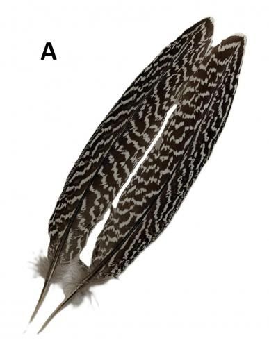 ڥå եȥơ  (CANAL)