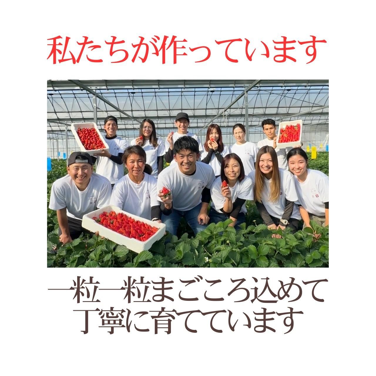 my99　冷凍いちご　きらぴ香 冷凍便 きらぴ香 | 静岡いちご - 森木農園株式会社