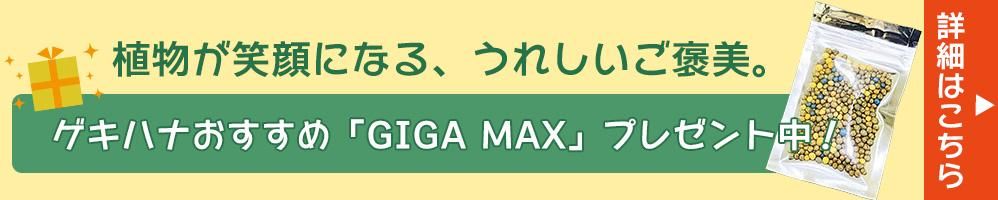 Ͽڡ