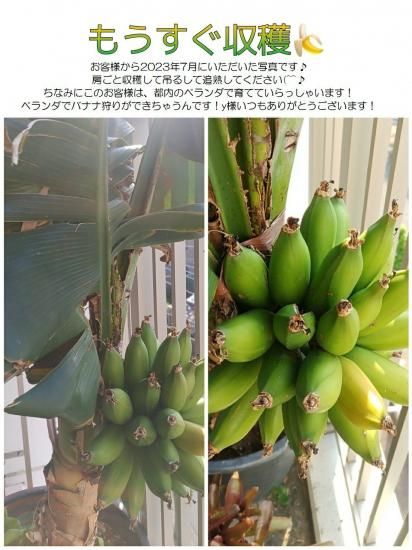 1m以下で植木鉢収穫◆１５５㎝巨大＝超低木 バナナ　スーパードワーフ台湾◆多果性 スーパードワーフキャベンディッシュ苗 - ちたフルーツビレッジ