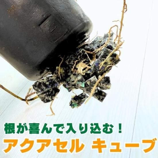 ゲキハナ感激安心のお花屋さん 本店