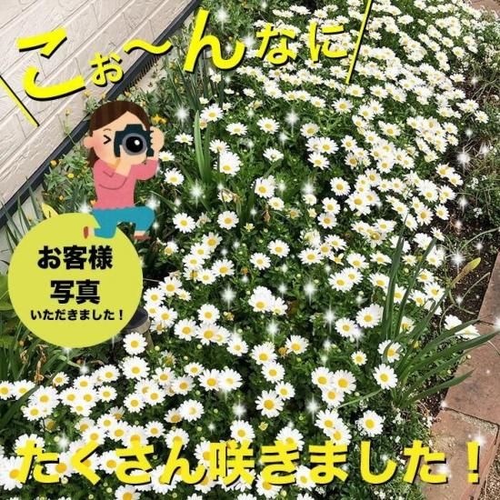 ぱぱさん専用 / Floraison Amazon | SHIFT UP (シフトアップ) セパレートハンドル ◎3cm