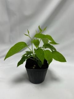 商品検索 - ゲキハナ感激安心のお花屋さん 本店