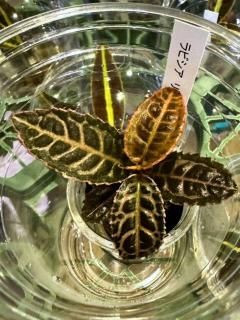 ⑳大きめ苗! 青鬼❣️紅染華❣️ブルーバニラ❣️もみじ飴❣️メルカリ便込