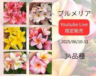 開花❗️ 大玉グアバ　ピンク　耐寒性 お花畑のとんぼ玉(ピンクG3S13-A18G3A29S22)玉のみ - とんぼ玉