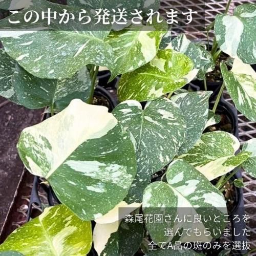 超美株❗️美斑❗️モンステラ　タイコンステレーション✨ モンステラ タイコンステレーション 美株 - メルカリ