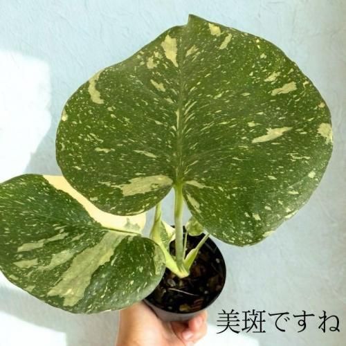 超美株❗️美斑❗️モンステラ　タイコンステレーション✨ モンステラ タイコンステレーション 美株 - メルカリ