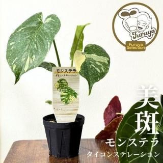 商品検索 - ゲキハナ感激安心のお花屋さん 本店