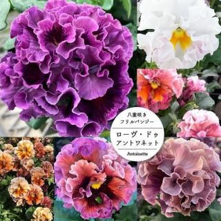 ͽۥѥ󥸡 ɥȥͥå MIX 4ĥåȡ11沼ܺвٳϡ 