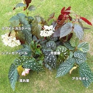 開花❗️ 大玉グアバ　ピンク　耐寒性 開花❗️ 大玉グアバ ピンク 耐寒性