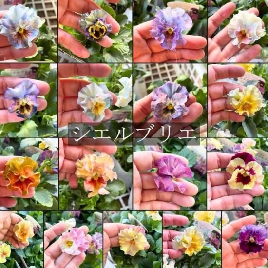 11/4出荷】パンジー フリル咲き シエルブリエ 彩翠華 3.5寸6苗セット