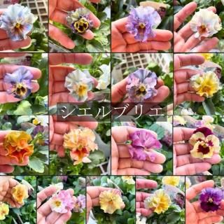 ¡Ú11/4½Ð²Ù¡Û¥Ñ¥ó¥¸¡¼ ¥Õ¥ê¥ëºé¤ ¥·¥¨¥ë¥Ö¥ê¥¨ ºÌ¿é²Ú 3.5À£6ÉÄ¥»¥Ã¥È