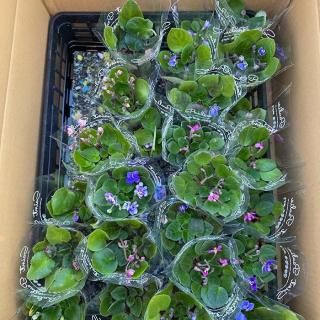 ٥Ÿ ȥݡꥢ25ȭåȡ1̾͸ӡ