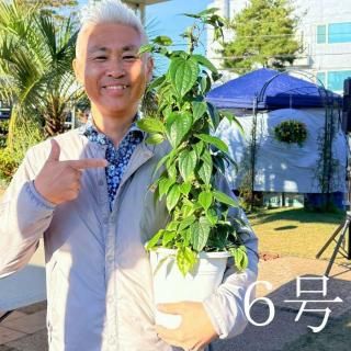 12/2в١۹30ȭߺ餭ޥ 󥹥󥨥󥷥 6ȭ ֳ