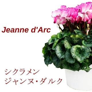 ͽ/12ܽв١ۥ ̥륯 6