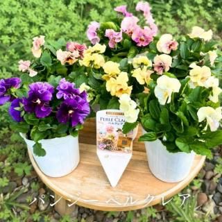 11/18в١оΥѥ󥸡 ڥ륯쥢鿴ԤϤΥӥ ǥ