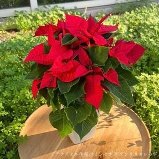 11/25〜в١ۥݤĹݥ󥻥ץ󥻥ȸۥѥ󥸡 ޥå