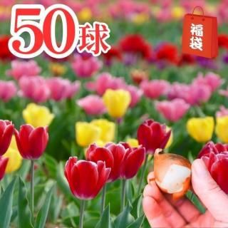 ʡޡۥ塼å׵庬 50塪100塪200塪500塪1000塪Ȥɤ4MIXñʼ浪Ǥ̺餭Ѥ