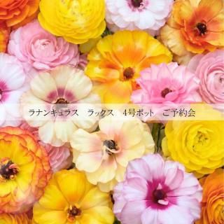 ��25��ۥ�ʥ󥭥�饹 ��å��� 4��ݥåȡʲ֤ʤ���鲤Ĥ��ˤ�ͽ��񡡻Ծ줫��ľ����