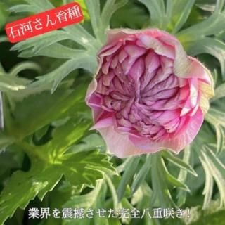 ��12/23�����в١ۥ�ʥ󥭥�饹 �롼����롼���� 4��2�ĥ��åȤȥ��ͥ�� �ۡ��� 3.5��4�ĥ��åȡʿ���Ǥ����