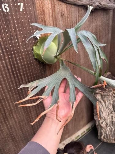 産地直送】ビカクシダ： P.'Gaga'(2) - ゲキハナ本店｜肥料・植物活力