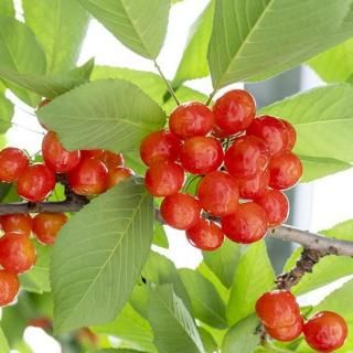 ϥ£Ѥ 300gȢ40γۡ1Ȣȯ5