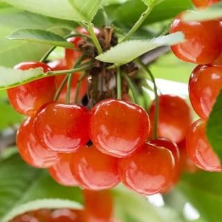 褱ϥ£Ѥ 300gȢ40γۡ1Ȣȯ56