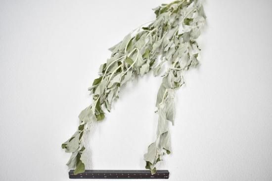 ギンバグミ丸葉 - ドライフラワーショップ FlowerDeco