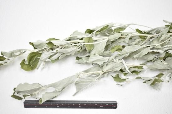 ドライフラワー 壁掛け用葉デザイン はっぱ丸　人気キャラクター ドライフラワー 壁掛け用葉デザイン はっぱ丸 人気キャラクター