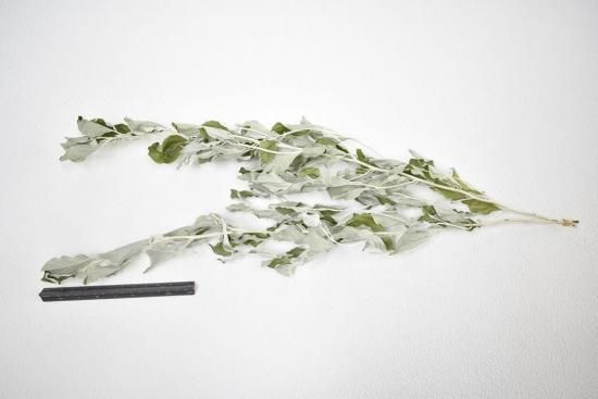 ドライフラワー 壁掛け用葉デザイン はっぱ丸　人気キャラクター ドライフラワー 壁掛け用葉デザイン はっぱ丸 人気キャラクター