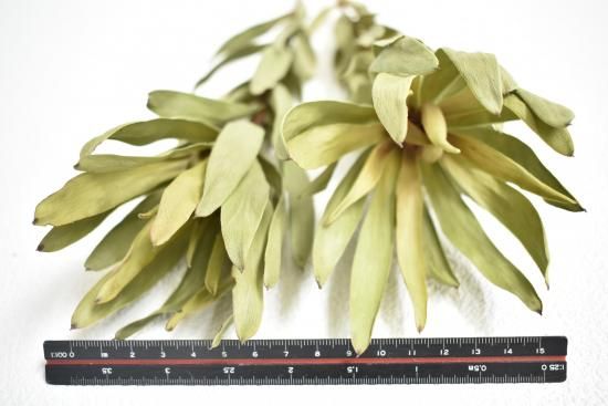 リューカデンドロンアヨバアフリカンスカイ - ドライフラワーショップ