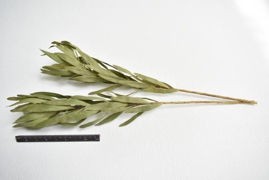 リューカデンドロンアヨバアフリカンスカイ - ドライフラワーショップ