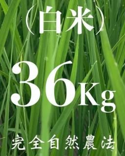  36kg ʼˡ˥ҥ