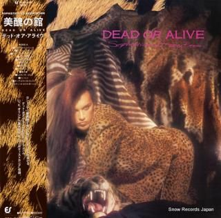 DEAD OR ALIVE sophisticated boom boom 25.3P-499