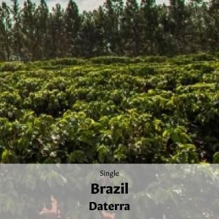 singleե֥饸 ơ ѥץɥʥ濼