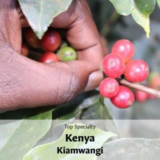 Top Specialtyե˥ 󥮡