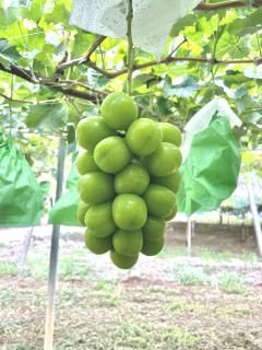 特上シャインマスカット2房1.2kg - 山梨県産ぶどうの通販・産地直送