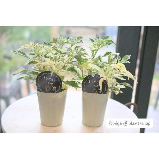 観賞用トウガラシ「ウチュウ」2本植え