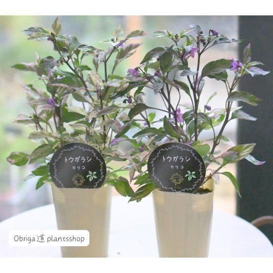 観賞用トウガラシ「カリコ」2本植え