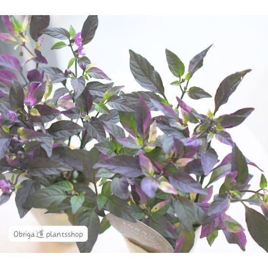 観賞用トウガラシ「パープルフラッシュ」2本植え
