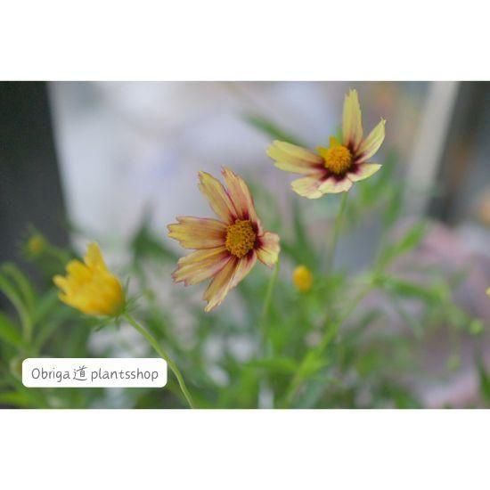 コレオプシス「レッドシフト」3.5号