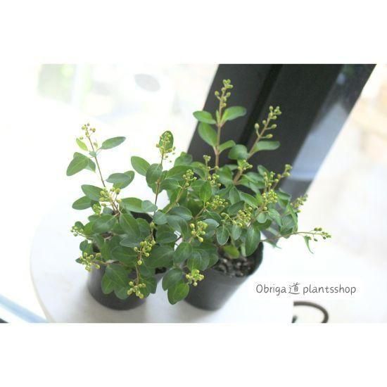 コウシュンカズラ 3.5号