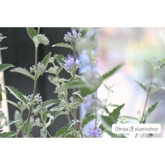 カリオプテリス「スターリングシルバー」 2.5号