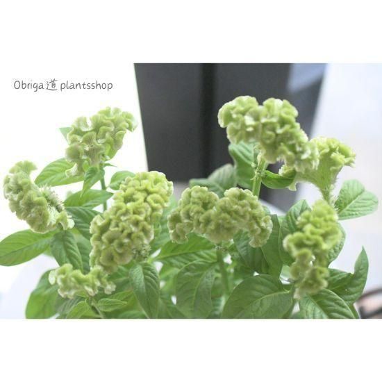 セロシア「アクトグリーン」 3.0号