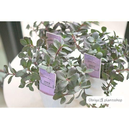 カラスバミセバヤ 2.5号