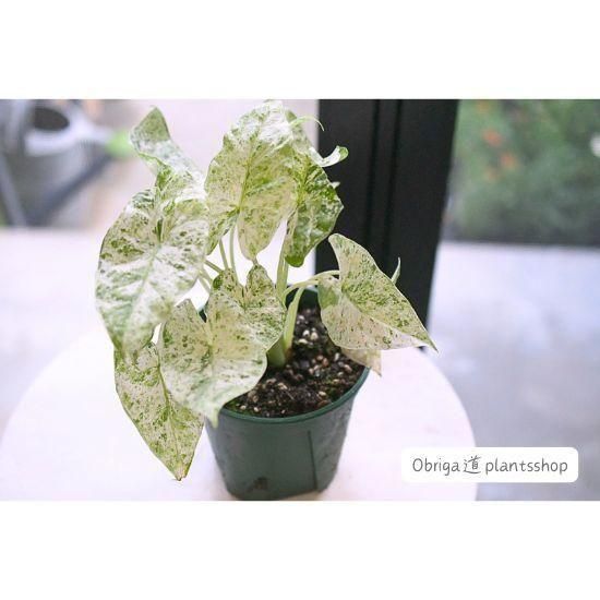 【希少】斑入り「クワズイモ」5