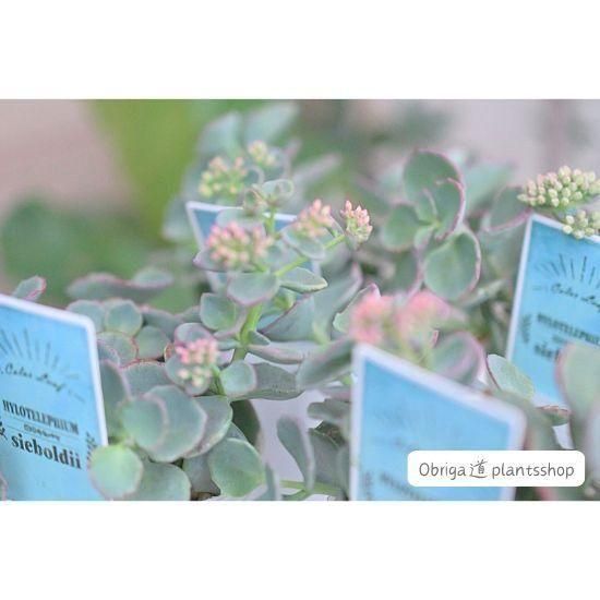 ミセバヤ越中 2.5号